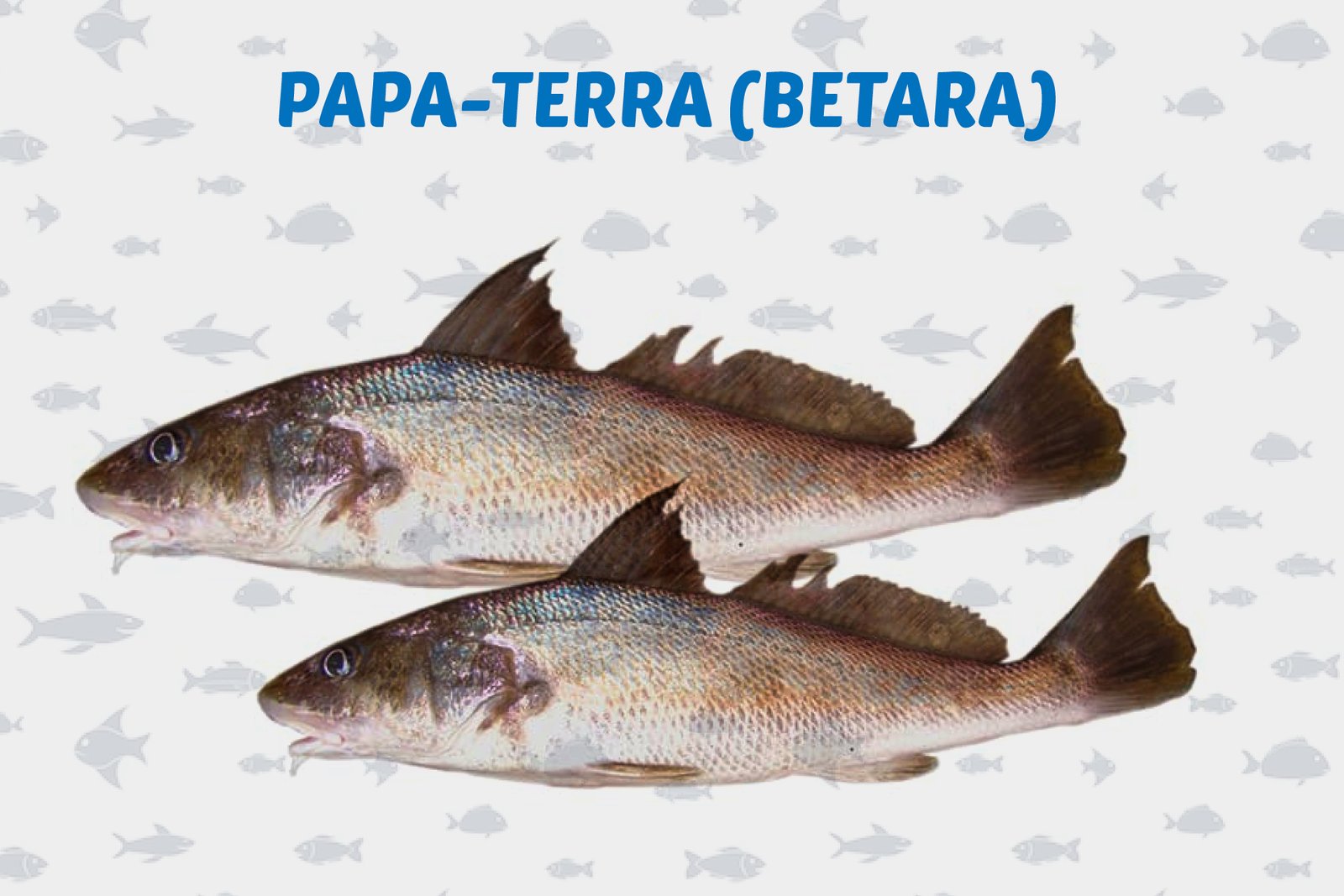 Papa-Terra (Betara): Um Peixe Saboroso e Desafiador para os Pescadores